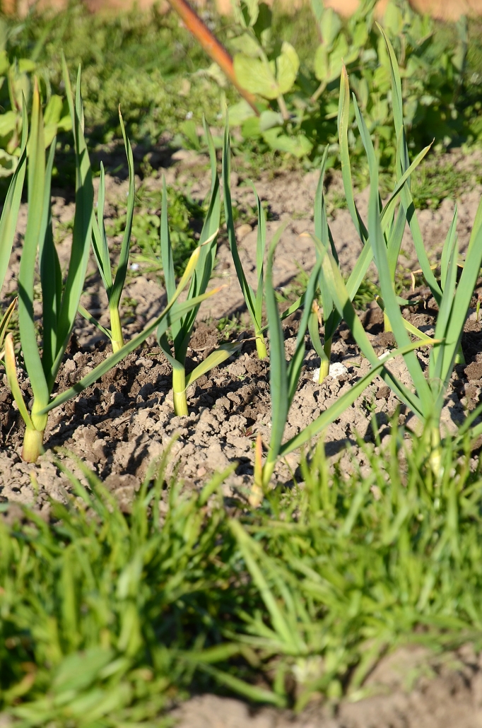 Frühling: der Knoblauch wächst Der Knoblauch wächst