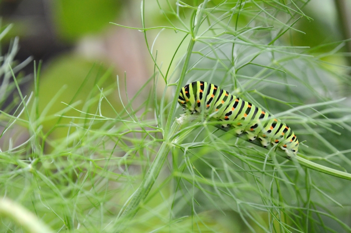 Schwalbenschanzraupe Schwalbenschanzraupe