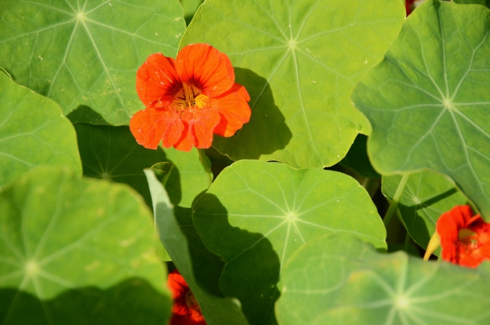 Kapuzinerkresse Kapuzinerkresse