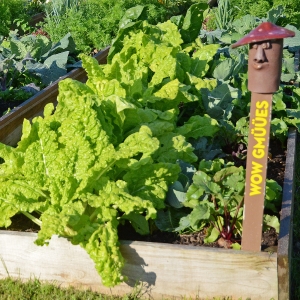 BeeteEinzeln FrischUndBunt Gartenabo Miet-Gartenbeet
