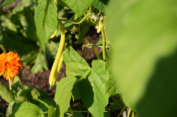 Stangenbohnen Stangenbohnen