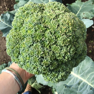 Broccoli Ernte FrischUndBunt Gartenabo Broccoli-Erste
