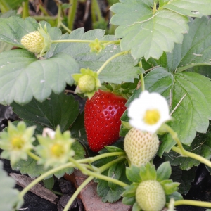 Erdbeeren FrischUndBunt Gartenabo Erdbeere