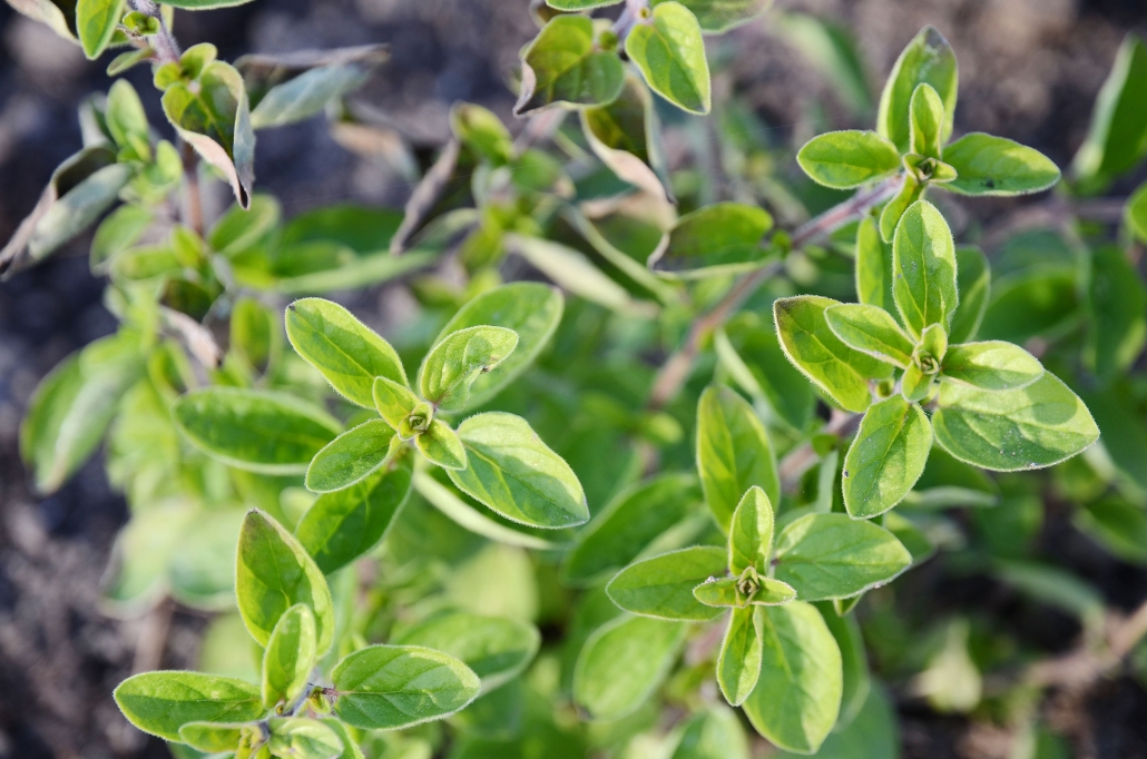 Frühling: Oregano im Kräutergarten Oregano im Kräutergarten