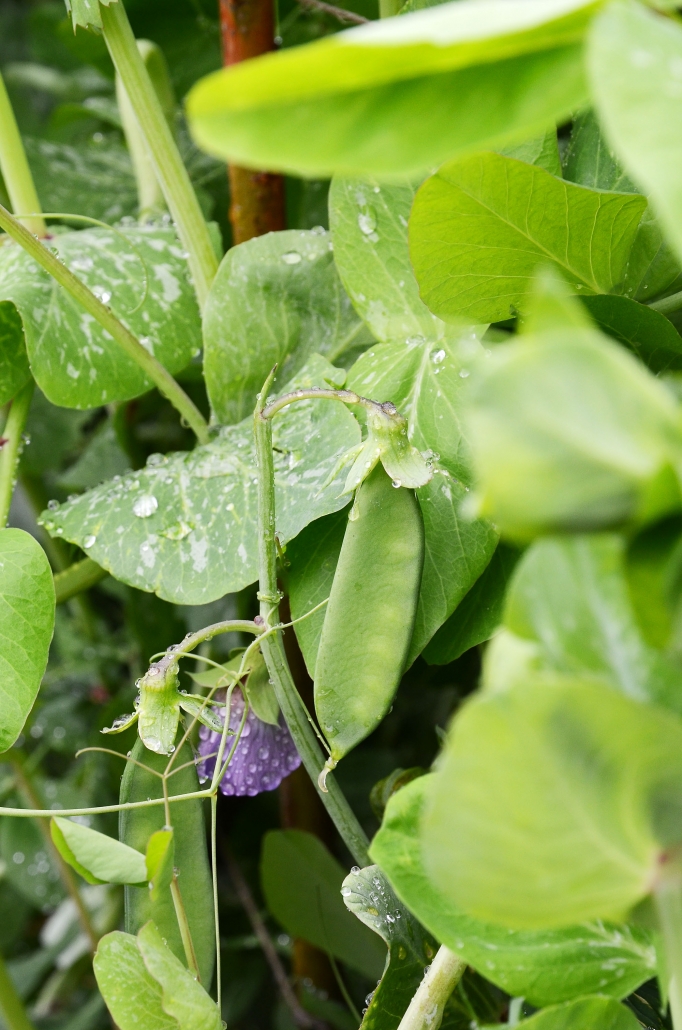 Frühling: die Kefen bereit zum Ernten Die Kefen bereit zum Ernten