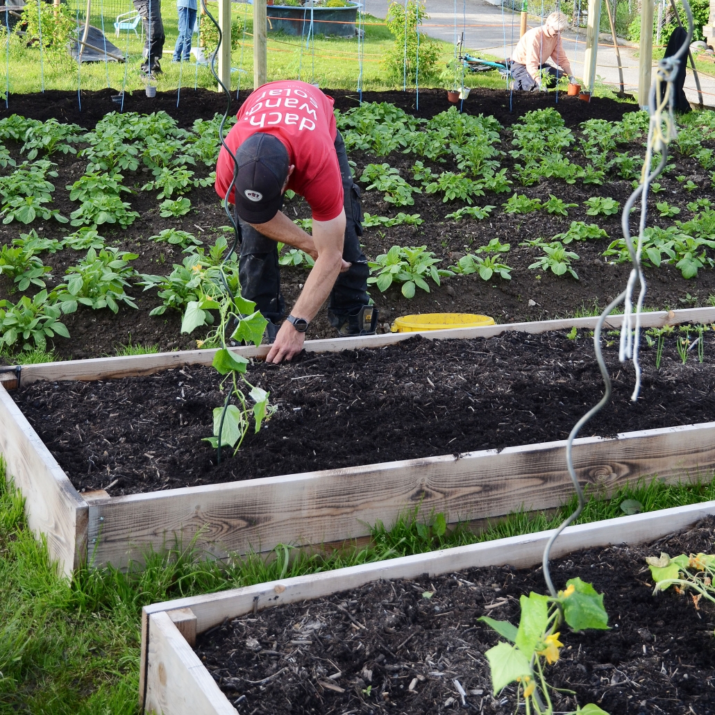 Frühling: Gurken und Zucchetti werden gepflanzt Gurken und Zucchetti werden gepflanzt