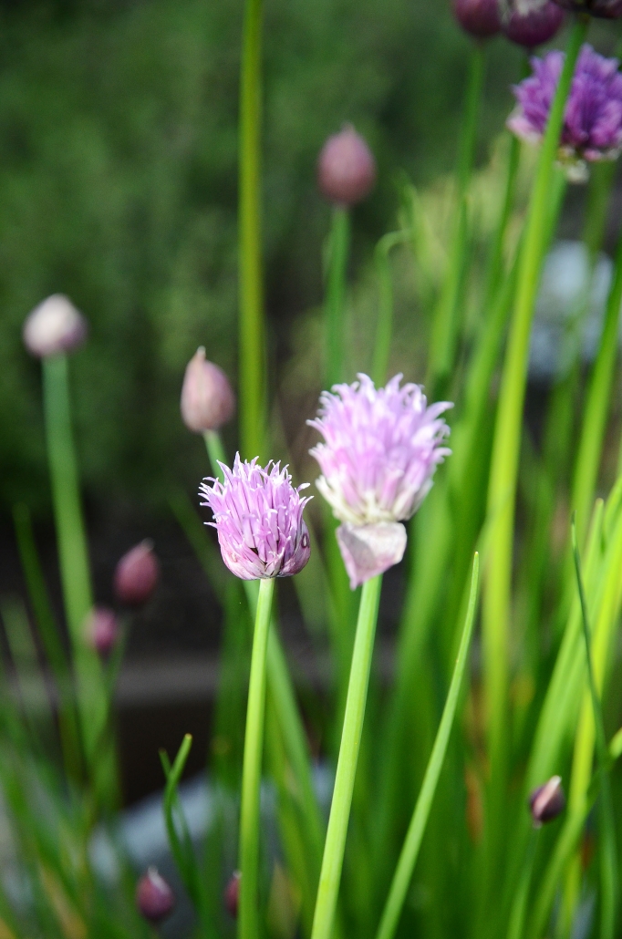 Frühling: erste Schnittlauchblüten Erste Schnittlauchblüten