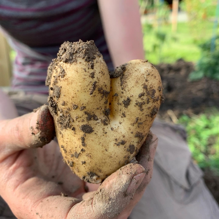 Kartoffel in Herzform Kartoffel in Herzform