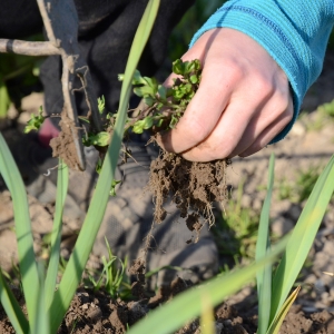 Jäten Beikraut FrischUndBunt Gartenabo Gartenservice