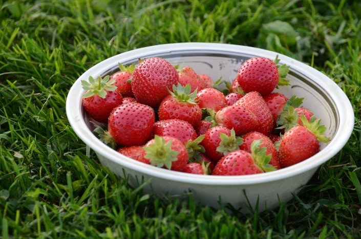Erdbeeren im Herbst Erdbeeren im Herbst