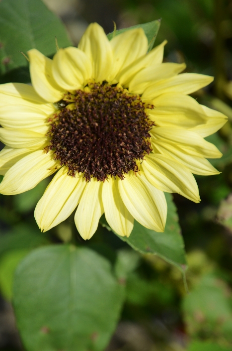 Sonnenblume Sonnenblume