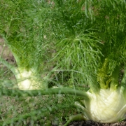 Fenchel