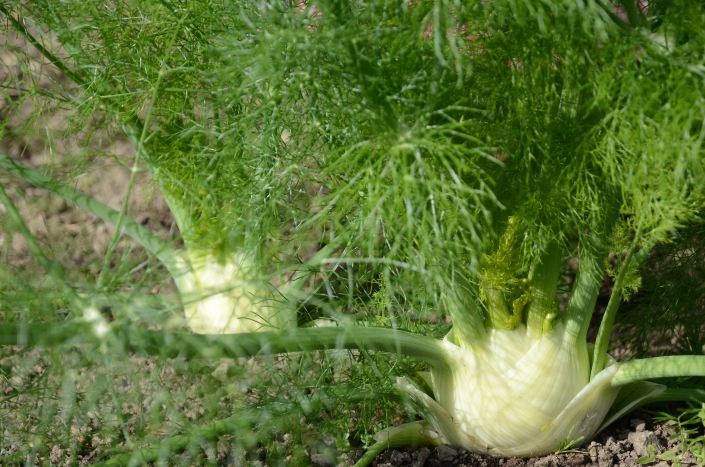 Fenchel Fenchel