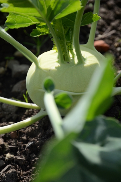 Kohlrabi Kohlrabi