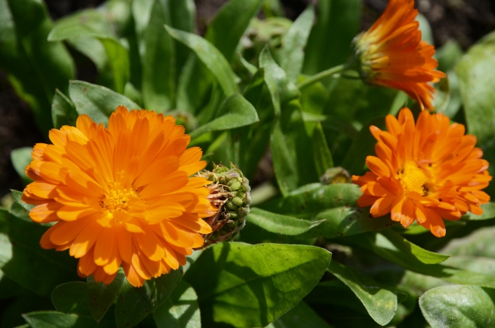 Ringelblume Ringelblume