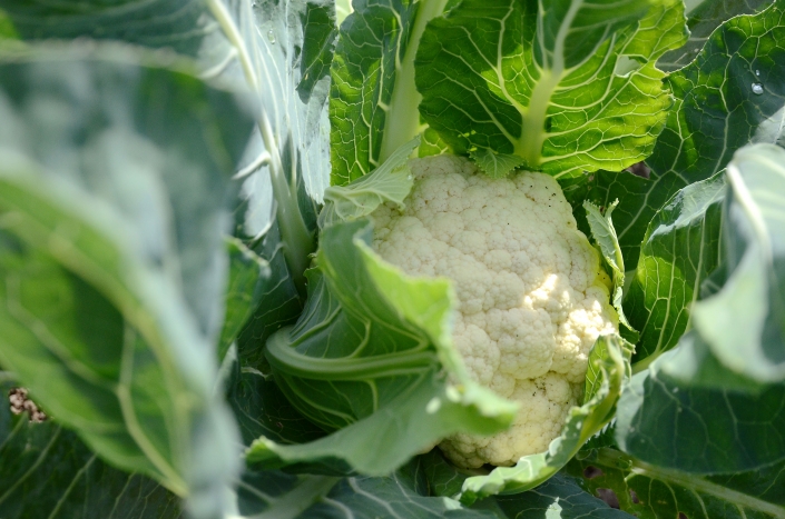Blumenkohl Blumenkohl