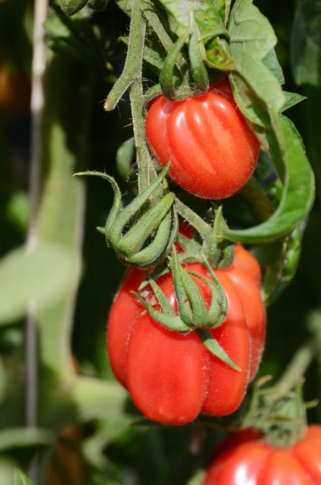 Krautstiel Krautstiel