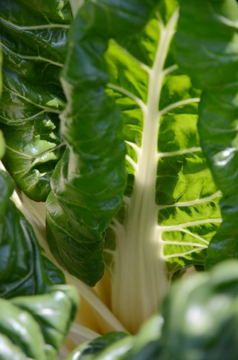 Produkte_FrischUndBunt_Gartenabo_DSC_7419