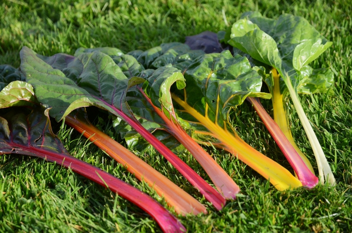 Farbiger Mangold Farbiger Mangold