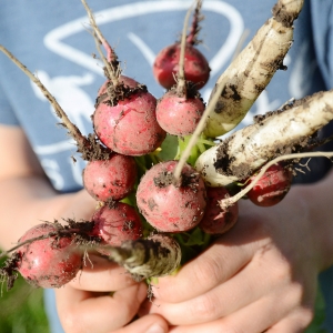 Radisli Wissen FrsichUndBunt Gartenabo Radis