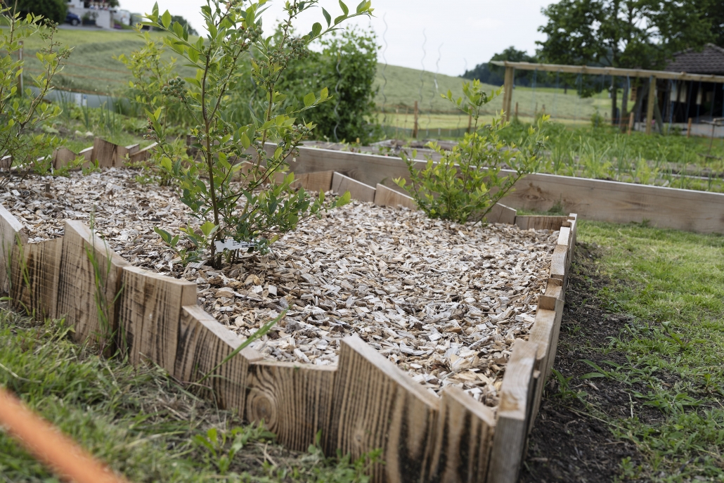 Frühling: die Heidelbeeren sind gut angewachsen Die Heidelbeeren sind gut angewachsen