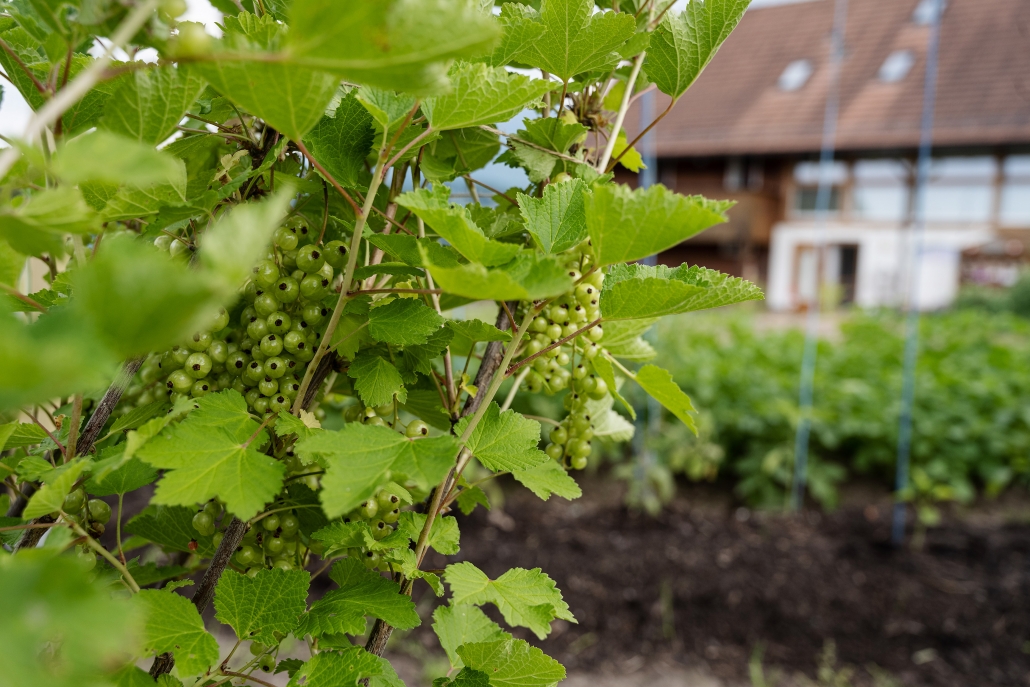 Frühling: die Johannisbeeren tragen reichlich Früchte Die Johannisbeeren tragen reichlich Früchte
