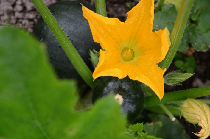 Zucchettiblüte Zucchettiblüte